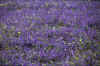 07-05-03.JPG (104875 Byte)